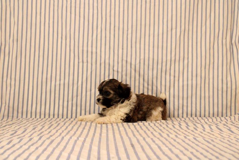 puppy, for, sale, Maltipoo, Matthew B. Stoltzfus, dog, breeder, Gap, PA, dog-breeder, puppy-for-sale, forsale, nearby, find, puppyfind, locator, puppylocator, aca